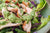 Chicken Salad with a Herby Collagen Dressing