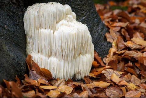 Guide to the Most Popular Medicinal Mushrooms & Their Benefits